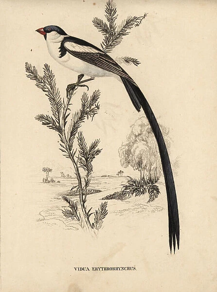 Pin-tailed whydah, Vidua macroura