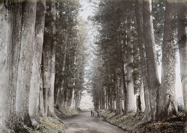 Pine trees, Imaichi road, Nikko, Japan