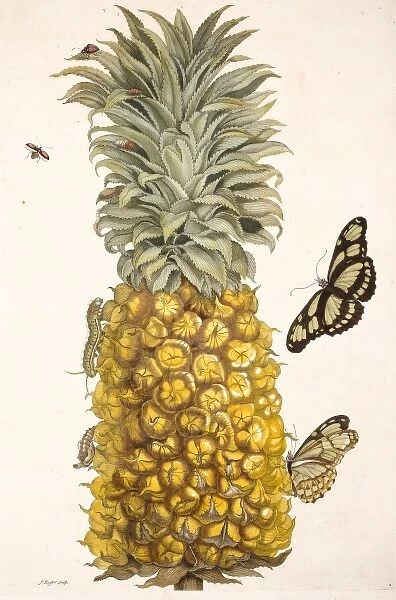 Pineapple with insects