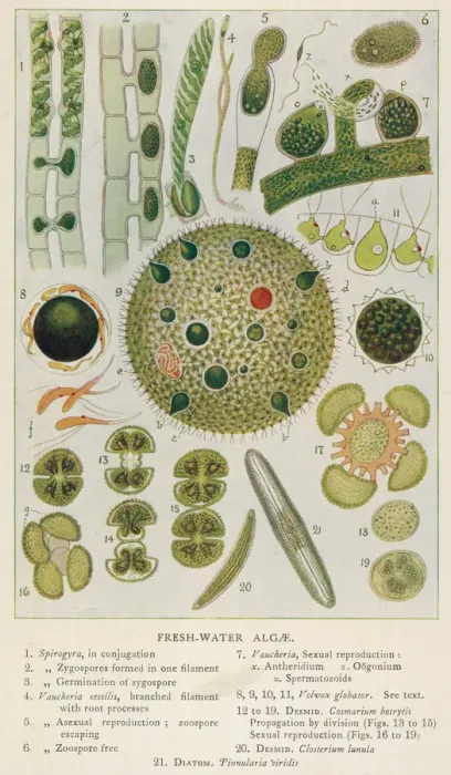 Framed Print : Freshwater Algae Print Framed Print : Freshwater Algae Print