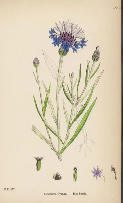Framed Print : Blue Bottle Cornflower Print Framed Print : Blue Bottle Cornflower Print