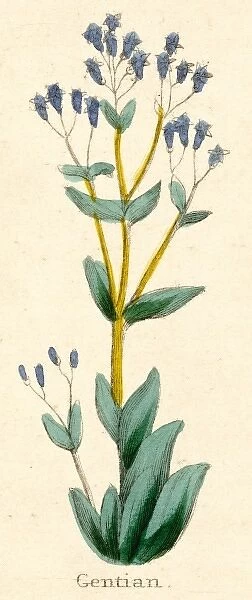 Plants  /  Gentiana Lutea