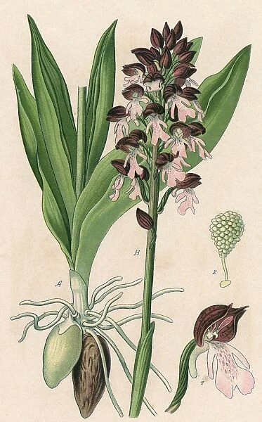 Plants  /  Orchis Purpurea