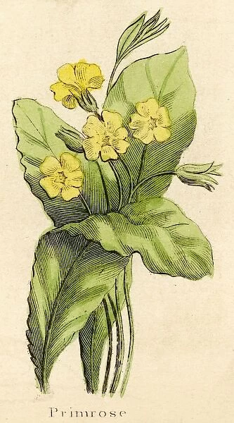 Plants  /  Primula Vulgaris