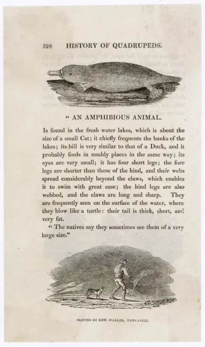 Framed Print : Print of Platypus (Bewick) ORNITHORHYNCHUS ANATINUS, an early engraving Framed Print : Print of Platypus (Bewick) ORNITHORHYNCHUS ANATINUS, an early engraving