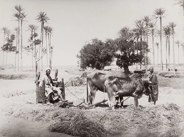 Ploughen with oxen, Egypt, agriculture