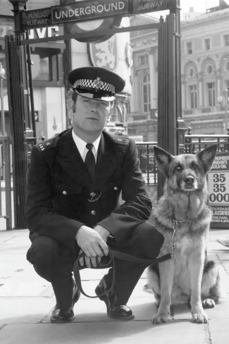 Framed Print : Police dog handler Print Framed Print : Police dog handler Print