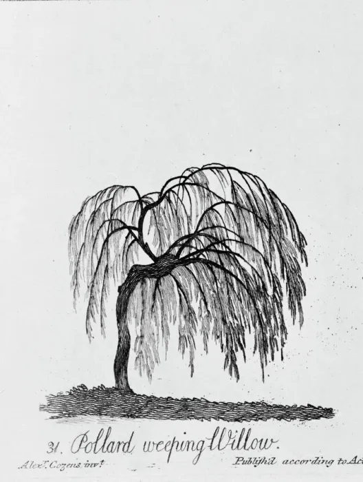 Framed Print : Weeping Willow Tree Print, 1786 Framed Print : Weeping Willow Tree Print, 1786