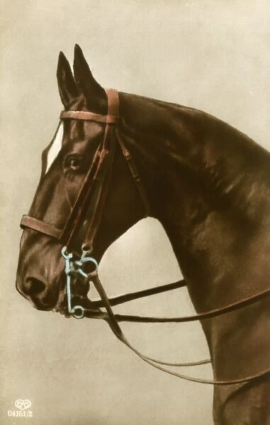 Portrait of a horse wearing a double bridle
