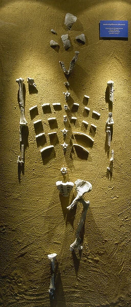 Prehistory. Paleolithic. Lucy skeleton. Reproduction