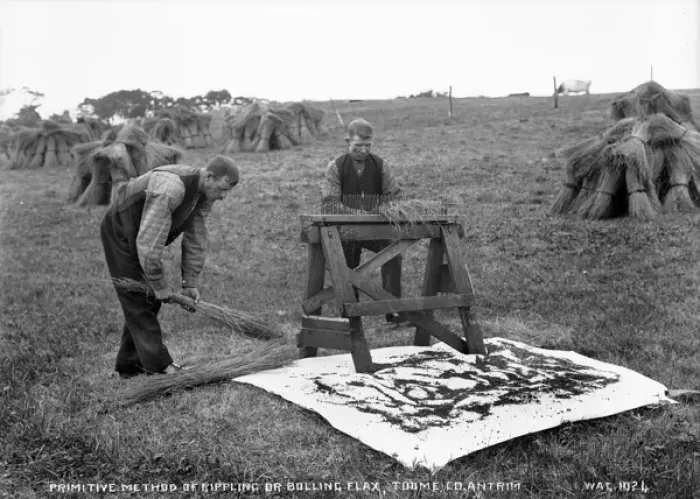Framed Print : Primitive Method of Rippling Flax Print, Northern Ireland Framed Print : Primitive Method of Rippling Flax Print, Northern Ireland