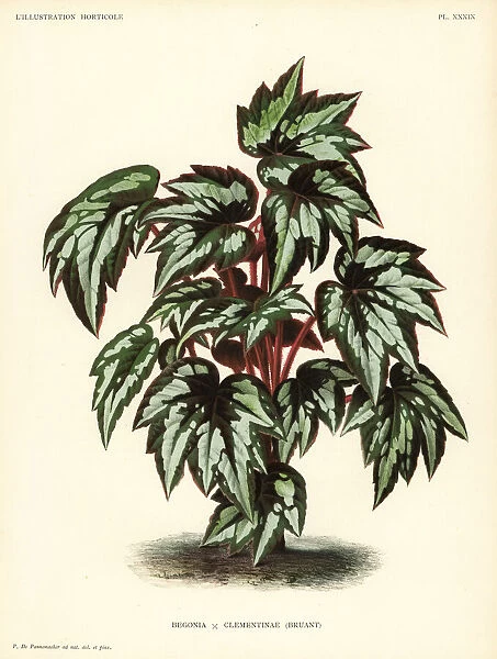 Princess Clementines begonia, Begonia clementinae