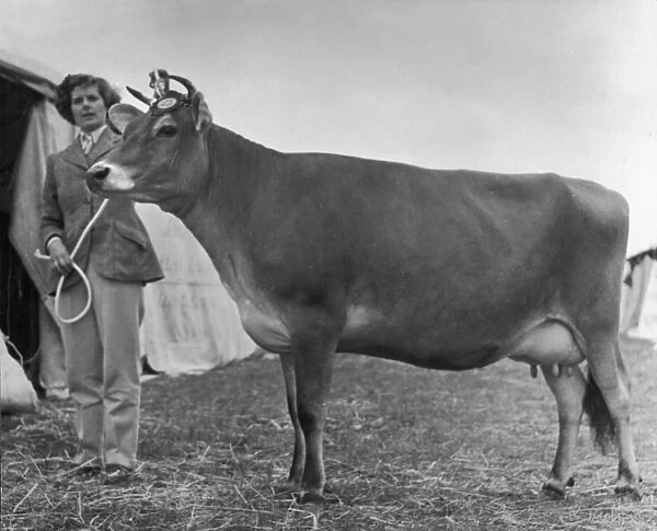 Prizewinning Heifer 1950