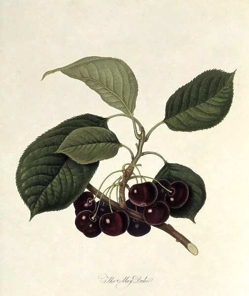 Prunus sp. cherry (The May Duke Cherry)