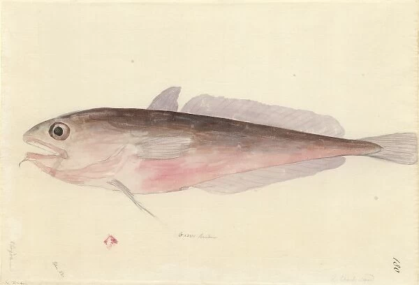 Pseudophycis bacchus, red codling
