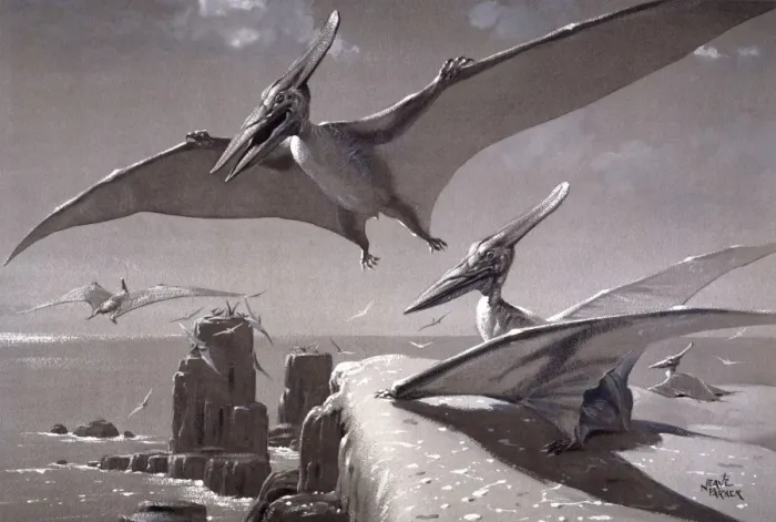 Framed Print : Pteranodon Print Framed Print : Pteranodon Print