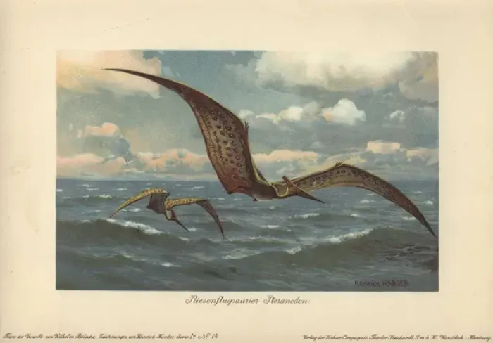 Framed Print : Pteranodon Print, Colour Lithograph Framed Print : Pteranodon Print, Colour Lithograph