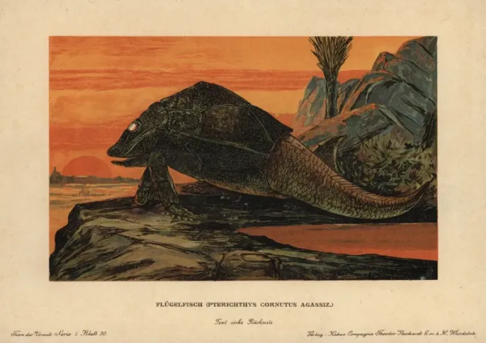 Framed Print : Pterichthyodes Placoderm Fish Chromolithograph Print, 1910 Framed Print : Pterichthyodes Placoderm Fish Chromolithograph Print, 1910