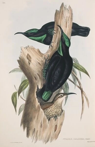 Ptiloris paradiseus, paradise riflebird
