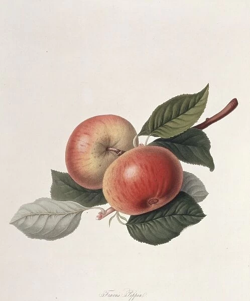 Pyrus sp. apple (Fearns Pippin apple)