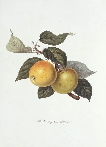 Pyrus sp. apple (The Court of Wick Pippin)
