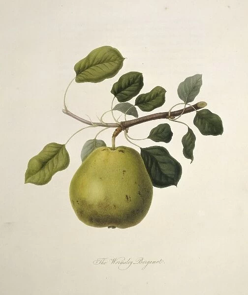 Pyrus sp. pear (Wormsley Bergamot Pear)