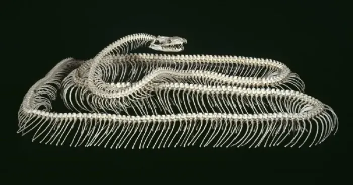Framed Print : Tiger Python Skeleton Print - Natural History Museum, London