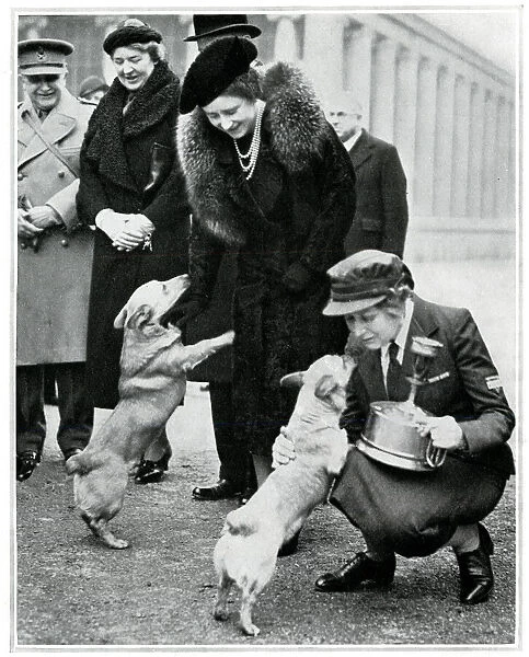 The Queen and Princesses corgis, inspection of YMCA canteen