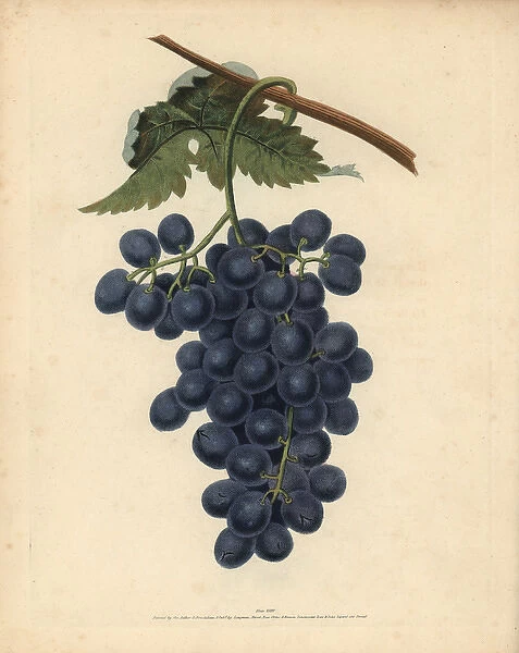 Raisin de Calmes grape, Vitis vinifera