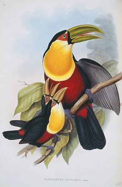 Ramphastos dicolorus, red-breasted toucan