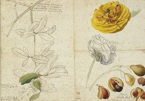 Ranunculus asiaticus (flower) Aesculus pavia (fruit) Viburnu