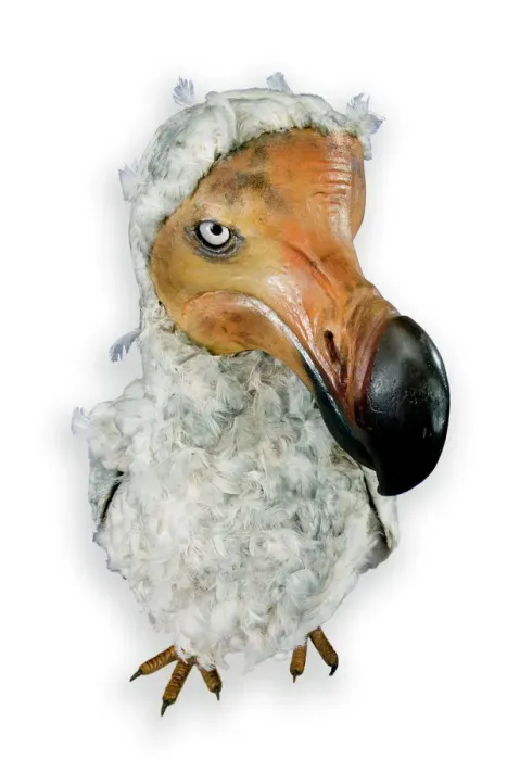 Framed Print : Mounted Dodo Specimen Print (Raphus cucullatus) Framed Print : Mounted Dodo Specimen Print (Raphus cucullatus)