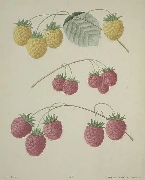 The Raspberry