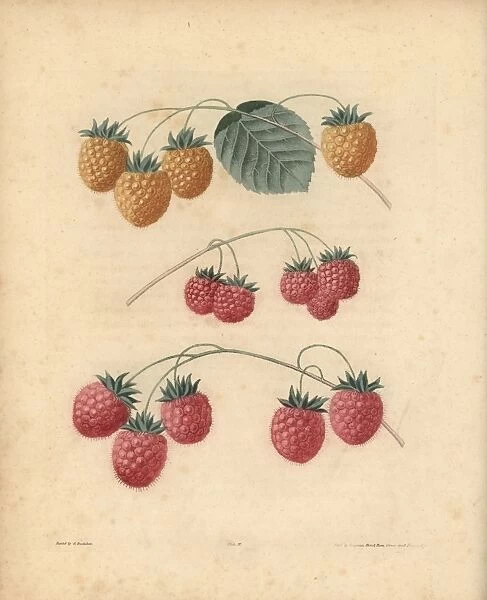 Raspberry varieties