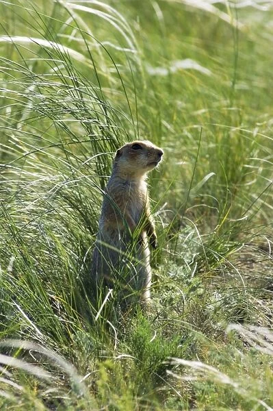 Red-cheeked Souslik - adult near a burrow in steppe