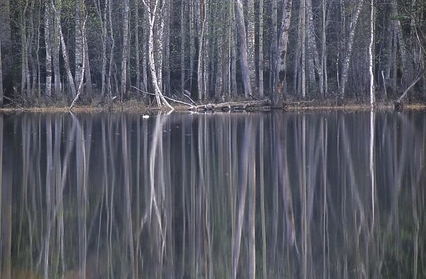 Reflections in a small lake in taiga forest at
