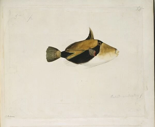 Rhinecanthus rectangulus, wedge-tailed triggerfish