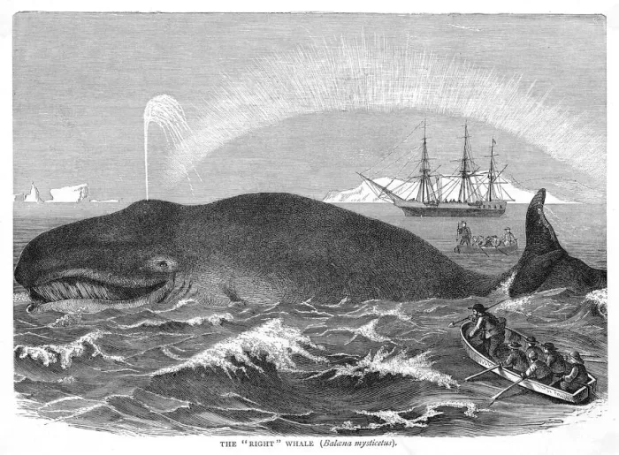 Framed Print : A Right Whale Print Framed Print : A Right Whale Print
