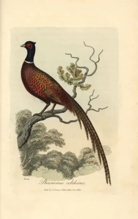Framed Print : Handcolored Copperplate Print of Ring Pheasant, 1821 Framed Print : Handcolored Copperplate Print of Ring Pheasant, 1821