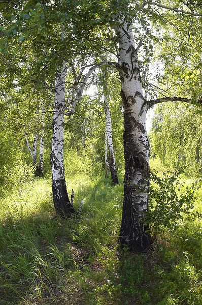 Russia - a compact woods kolok ( kolki for plural)