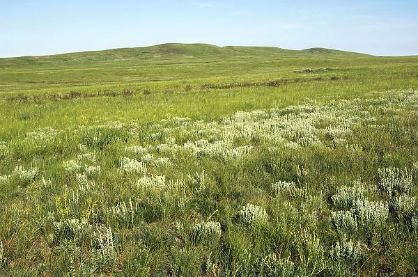 Russia - steppe in early summer