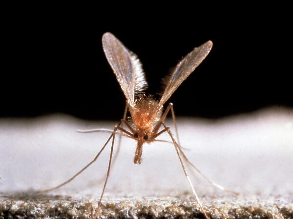 Sandfly. Sandflies belong to the family Phlebotominae