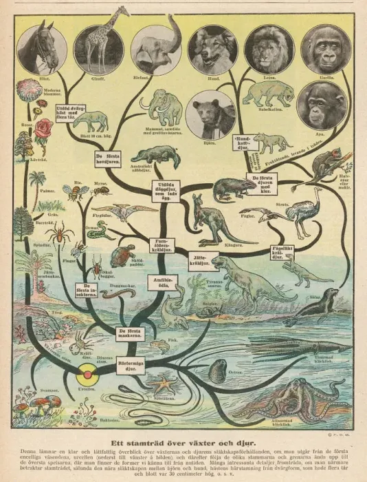 Framed Print : Evolutionary Timeline Print: From Single Cell to Giraffe Framed Print : Evolutionary Timeline Print: From Single Cell to Giraffe