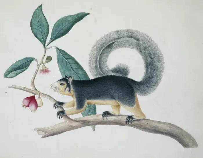 Framed Print : Long-tailed Squirrel Print, 1767 Framed Print : Long-tailed Squirrel Print, 1767