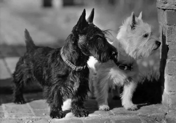 Black westies sales