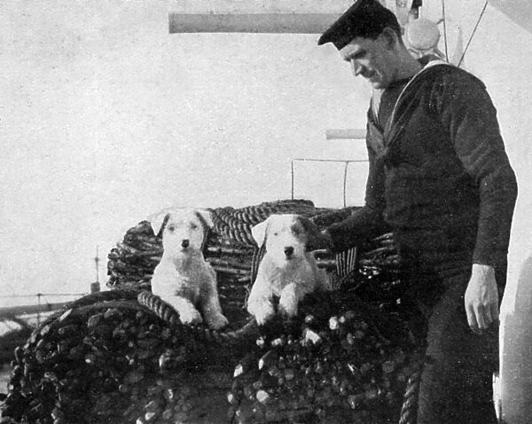 Two sealyham dogs on the deck of a ship during WW1