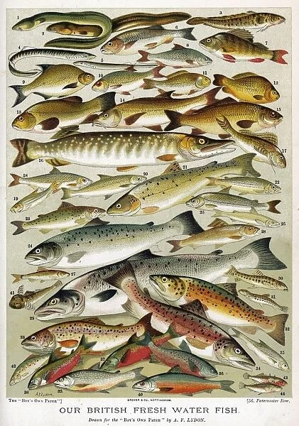 A Selection of Fish. An assortment of fish: 1