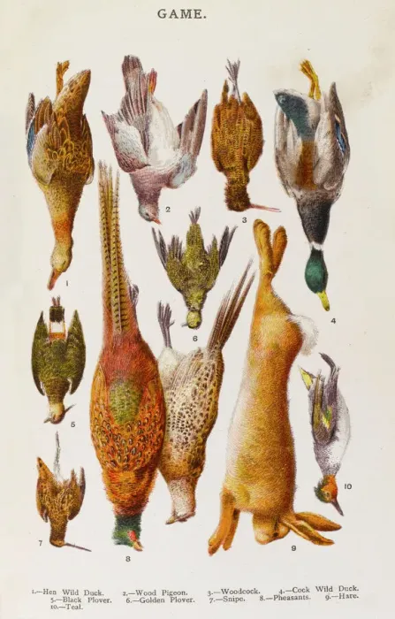 Framed Print : Woodland Game Birds Print Framed Print : Woodland Game Birds Print