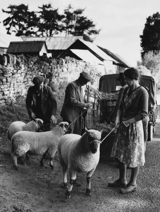 Framed Print : Sheep on Rope Leads Print Framed Print : Sheep on Rope Leads Print