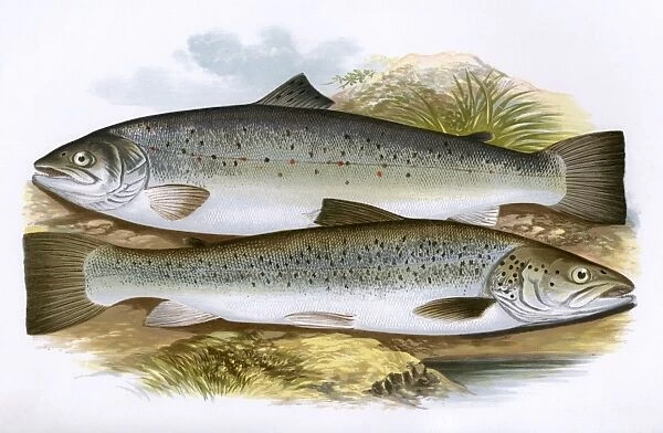 Short-Headed Salmon and Silvery Salmon